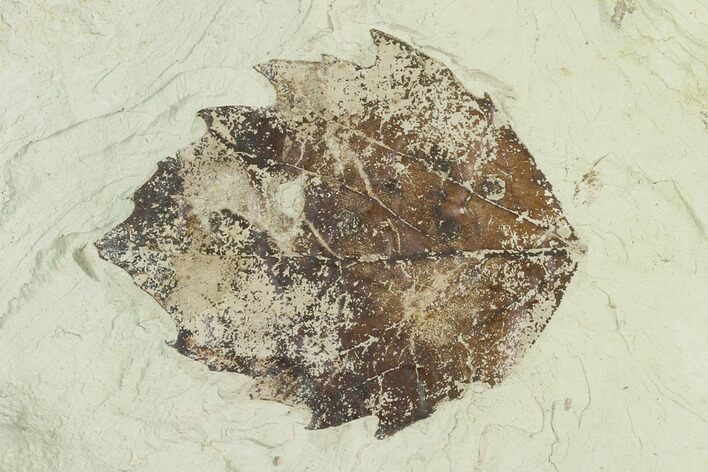 Miocene Fossil Leaf (Populus) - Augsburg, Germany #139445